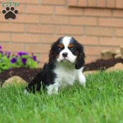 Nash/Cavalier King Charles Spaniel									Puppy/Male	/11 Weeks,Meet Nash, an absolutely stunning Cavalier with a heart full of charm! This little guy is truly one of a kind. With his soft coat, twinkling eyes, and irresistible puppy kisses, Nash is sure to win you over from the very first snuggle. He’s a big fan of tummy rubs, and will never turn down a good game of fetch. His playful ways are sure to bring a smile to your face. Raised with lots of love and care, Nash is well-socialized and ready to be your loyal sidekick wherever life takes you.