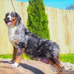Rosco/Mini Bernedoodle									Puppy/Male	/16 Weeks,I’m Rosco! I’m an F1B Bernedoodle. It’s very nice to meet you. Are you looking for a lifelong companion? Look no further. I am here and just perfect for you. Trust me! I am very loyal, and I can make you smile with just the way I wag my tail. I have a wonderful disposition. Oh! Did I mention that I’m as healthy as can be? Oh, silly me! I’m up to date on my vaccinations and vet checked from head to tail. My parents are OFA Health Tested and Genetic Clear. Mom weights 60lbs and Dad 20lbs. My approximate adult weight would be 25-50lbs. I bet you are excited now, aren’t you? Well, call or text about me today!