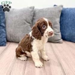 Moose/English Springer Spaniel									Puppy/Male	/7 Weeks,Meet Moose! This sweet and adorable English Springer Spaniel is looking for a forever family!