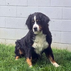 Samantha/Bernese Mountain Dog									Puppy/Female	/11 Weeks,Meet Samantha, a socialized Bernese Mountain Dog puppy that is being family raised. This sweet pup is vet checked and up to date on shots & wormer plus the breeder provides a 1-year genetic health guarantee for her. And, Samantha can be registered with the AKC. To learn more about this very adorable pooch, call the breeder today!