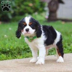 Nash/Cavalier King Charles Spaniel									Puppy/Male	/11 Weeks,Meet Nash, an absolutely stunning Cavalier with a heart full of charm! This little guy is truly one of a kind. With his soft coat, twinkling eyes, and irresistible puppy kisses, Nash is sure to win you over from the very first snuggle. He’s a big fan of tummy rubs, and will never turn down a good game of fetch. His playful ways are sure to bring a smile to your face. Raised with lots of love and care, Nash is well-socialized and ready to be your loyal sidekick wherever life takes you.