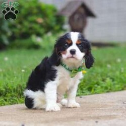 Nash/Cavalier King Charles Spaniel									Puppy/Male	/11 Weeks,Meet Nash, an absolutely stunning Cavalier with a heart full of charm! This little guy is truly one of a kind. With his soft coat, twinkling eyes, and irresistible puppy kisses, Nash is sure to win you over from the very first snuggle. He’s a big fan of tummy rubs, and will never turn down a good game of fetch. His playful ways are sure to bring a smile to your face. Raised with lots of love and care, Nash is well-socialized and ready to be your loyal sidekick wherever life takes you.