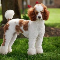 Rosco/Mini Bernedoodle									Puppy/Male	/16 Weeks,I’m Rosco! I’m an F1B Bernedoodle. It’s very nice to meet you. Are you looking for a lifelong companion? Look no further. I am here and just perfect for you. Trust me! I am very loyal, and I can make you smile with just the way I wag my tail. I have a wonderful disposition. Oh! Did I mention that I’m as healthy as can be? Oh, silly me! I’m up to date on my vaccinations and vet checked from head to tail. My parents are OFA Health Tested and Genetic Clear. Mom weights 60lbs and Dad 20lbs. My approximate adult weight would be 25-50lbs. I bet you are excited now, aren’t you? Well, call or text about me today!