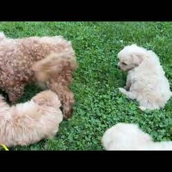 Marshal/Maltipoo									Puppy/Male	/May 11th, 2025,Our sweet Maltipoo puppies are looking for loving forever homes! These adorable little bundles of joy are a perfect mix of a 5-pound Toy Poodle mom and an 8-pound Maltese dad, giving them the best traits of both breeds—gentle, intelligent, and affectionate. They are family raised with lots of love and attention, making them well socialized and used to children and everyday household life.