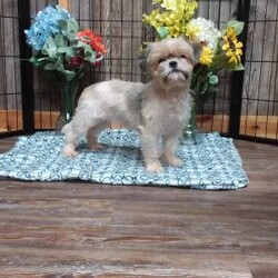 Blackberry/Shih Tzu									Puppy/Male	/9 Weeks,Meet Blackberry! This adorable Shih Tzu puppy is vet checked and up to date on shots & wormer. Blackberry is registered, plus comes with a health guarantee provided by the breeder! Blackberry is well socialized & currently being family raised with children! If you would like more information on this sweetheart, please contact Glenn & Miriam Fox today!