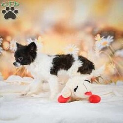 Waffles/Chihuahua									Puppy/Male	/21 Weeks,Meet Waffles a cute fun loving puppy. He loves to play and is always looking for an adventure. Call or text to meet him.