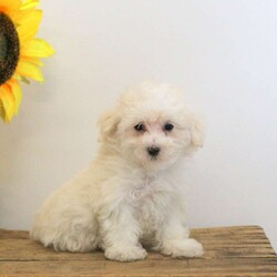 Dexter/Maltese									Puppy/Male	/9 Weeks,Meet Dexter, a sweet Maltese puppy with a soft coat! This charming little guy is well-socialized, and both of his parents are available to meet. Dexter comes home vet checked, up to date on shots & wormer, and with a 1-year genetic health guarantee. Also, he can be registered with the ACA.