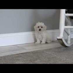 Dexter/Maltese									Puppy/Male	/9 Weeks,Meet Dexter, a sweet Maltese puppy with a soft coat! This charming little guy is well-socialized, and both of his parents are available to meet. Dexter comes home vet checked, up to date on shots & wormer, and with a 1-year genetic health guarantee. Also, he can be registered with the ACA.