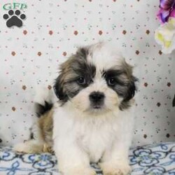 Blackberry/Shih Tzu									Puppy/Male	/9 Weeks,Meet Blackberry! This adorable Shih Tzu puppy is vet checked and up to date on shots & wormer. Blackberry is registered, plus comes with a health guarantee provided by the breeder! Blackberry is well socialized & currently being family raised with children! If you would like more information on this sweetheart, please contact Glenn & Miriam Fox today!