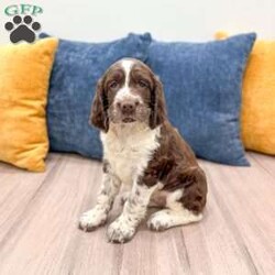 Susie/English Springer Spaniel									Puppy/Female	/6 Weeks,Meet Susie! This sweet and adorable English Springer Spaniel is looking for a forever family!