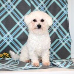 Pretty/Bichon Frise									Puppy/Female	/11 Weeks,Here comes a gorgeous AKC Bichon Frise puppy who is already started on potty training and crate training!  This pup will be small as an adult about 9-12lbs. This cutie is born to parents who are Genetically Tested for breed specific hereditary issues and their results show that this litter of puppies will not have any issues that will adversely affect their health. While other Bichons may suffer from health issues as they age, this pup has no predispositions to breed specific health concerns!  Each pup in this litter is up to date on shots and dewormer and vet checked and well socialized with children, teens, adults, and other puppies! We offer the option for  a 1 Year Genetic Health Guarantee! This puppy can have AKC papers and be microchipped for an extra fee!