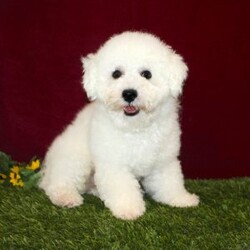 Pretty/Bichon Frise									Puppy/Female	/11 Weeks,Here comes a gorgeous AKC Bichon Frise puppy who is already started on potty training and crate training!  This pup will be small as an adult about 9-12lbs. This cutie is born to parents who are Genetically Tested for breed specific hereditary issues and their results show that this litter of puppies will not have any issues that will adversely affect their health. While other Bichons may suffer from health issues as they age, this pup has no predispositions to breed specific health concerns!  Each pup in this litter is up to date on shots and dewormer and vet checked and well socialized with children, teens, adults, and other puppies! We offer the option for  a 1 Year Genetic Health Guarantee! This puppy can have AKC papers and be microchipped for an extra fee!