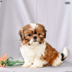 Laurel/Shih Tzu									Puppy/Female	/9 Weeks,Our adorable Shih Tzu puppies are looking for loving forever homes! These sweet little companions are family raised , where they receive plenty of love, attention, and early socialization. They’re used to children and everyday household activity, making them well-adjusted and ready to become a cherished part of your family.
