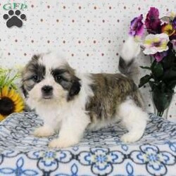 Blackberry/Shih Tzu									Puppy/Male	/9 Weeks,Meet Blackberry! This adorable Shih Tzu puppy is vet checked and up to date on shots & wormer. Blackberry is registered, plus comes with a health guarantee provided by the breeder! Blackberry is well socialized & currently being family raised with children! If you would like more information on this sweetheart, please contact Glenn & Miriam Fox today!