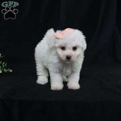 Nora (Tiny)/Bichon Frise									Puppy/Female	/9 Weeks,Meet Nora, our precious Bichon Frise puppy with a snow-white, cloud-soft coat that’s as cuddly as it looks. At first, Nora is a bit shy—she watches the world with wide, curious eyes, taking her time to feel safe. But once she knows you, her timid nature melts away, revealing an overwhelming and heart-melting love. She’ll follow you from room to room, eager for snuggles, gentle affection, and cozy lap time. Nora isn’t just adorable—she’s a loyal little companion who blossoms into a devoted best friend. Her gentle spirit and loving heart make every moment with her truly special.