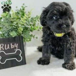 Ruby/Havapoo									Puppy/Female	/12 Weeks,These adorable Havapoo puppies will make a great addition to your family! They are a wonder, ful lap dog and excellent play mate for kids! These puppies all have their unique personalities and energy levels so come visit them to see which would be the best fit for your family! These puppies are ready to go to their new homes today!