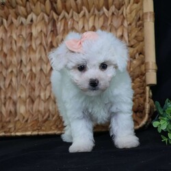 Nora (Tiny)/Bichon Frise									Puppy/Female	/9 Weeks,Meet Nora, our precious Bichon Frise puppy with a snow-white, cloud-soft coat that’s as cuddly as it looks. At first, Nora is a bit shy—she watches the world with wide, curious eyes, taking her time to feel safe. But once she knows you, her timid nature melts away, revealing an overwhelming and heart-melting love. She’ll follow you from room to room, eager for snuggles, gentle affection, and cozy lap time. Nora isn’t just adorable—she’s a loyal little companion who blossoms into a devoted best friend. Her gentle spirit and loving heart make every moment with her truly special.