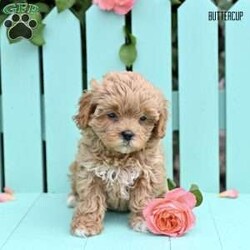 Buttercup/Shih-Poo									Puppy/Female	/7 Weeks,Meet our adorable Shih Poo puppies—an irresistible mix of Shih Tzu and Poodle—looking for loving forever homes! These sweet, affectionate pups are family raised with lots of love and care, ensuring they are well socialized and used to the everyday sights and sounds of a busy household. They’ve been around children and other pets, making them the perfect companions for any family setting.