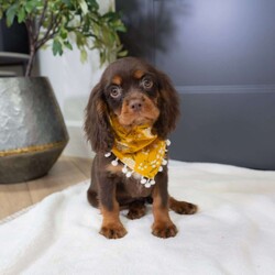 Parker/Cavalier King Charles Spaniel									Puppy/Male	/18 Weeks, Born to Cherie and Crème Brûlée, Parker is a sweet and affectionate Cavalier boy with a calm, loving spirit. Whether he’s curled up in your lap or following you around the house, Parker is all about companionship and connection. He’s ready to grow into someone’s loyal lifelong friend.