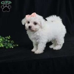 Nora (Tiny)/Bichon Frise									Puppy/Female	/9 Weeks,Meet Nora, our precious Bichon Frise puppy with a snow-white, cloud-soft coat that’s as cuddly as it looks. At first, Nora is a bit shy—she watches the world with wide, curious eyes, taking her time to feel safe. But once she knows you, her timid nature melts away, revealing an overwhelming and heart-melting love. She’ll follow you from room to room, eager for snuggles, gentle affection, and cozy lap time. Nora isn’t just adorable—she’s a loyal little companion who blossoms into a devoted best friend. Her gentle spirit and loving heart make every moment with her truly special.