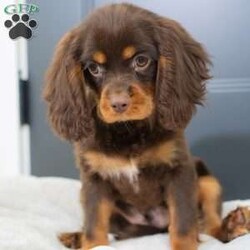 Parker/Cavalier King Charles Spaniel									Puppy/Male	/18 Weeks, Born to Cherie and Crème Brûlée, Parker is a sweet and affectionate Cavalier boy with a calm, loving spirit. Whether he’s curled up in your lap or following you around the house, Parker is all about companionship and connection. He’s ready to grow into someone’s loyal lifelong friend.