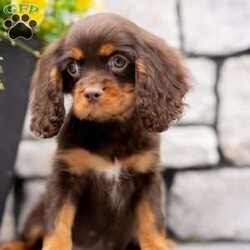 Parker/Cavalier King Charles Spaniel									Puppy/Male	/18 Weeks, Born to Cherie and Crème Brûlée, Parker is a sweet and affectionate Cavalier boy with a calm, loving spirit. Whether he’s curled up in your lap or following you around the house, Parker is all about companionship and connection. He’s ready to grow into someone’s loyal lifelong friend.