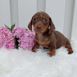 Cocoa/Dachshund									Puppy/Female	/11 Weeks,Meet Cocoa! An adorable Dachshund Puppy! She loves cuddles and all the attention! She is up up to date on vaccines, and deworming. And has had a vet check done to make sure she’s in good health. For more information call or text Mary Sue. A$200 deposit will reseve her and is nonrefundable. 