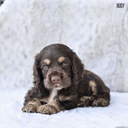 Rudy/Cocker Spaniel									Puppy/Male	/June 13th, 2025,Our beautiful Cocker Spaniel puppies are searching for loving forever homes! These sweet pups have been family raised with lots of care and attention, making them well-socialized and friendly. They’re used to being around children and everyday household activity, which helps them develop into confident and affectionate companions.