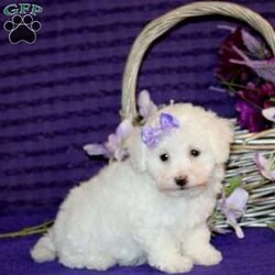 Helen/Bichon Frise									Puppy/Female	/8 Weeks,Say hello to Helen, a precious Bichon Frise puppy with a petite frame and an extra dose of cuteness! She’s been socialized and is as sweet and adorable as they come. Helen is vet checked and up to date on vaccinations and dewormer. She also comes microchipped and with a 1-year genetic health guarantee from the breeder. Plus, she can be registered with the ACA.