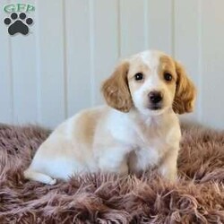 Rollie/Dachshund									Puppy/Male	/June 9th, 2025,Come and meet these beautiful, adorable friendly and simply the best cuddle buddies ever! They are simply stunning! Super friendly, raised in a beautiful USDA certified and NYS inspected home! Very clean and lovely environment with lots cuddles and kisses! Beautiful colors and the dad is a beautiful cream! Mom is a lovely chocolate and tan! Come on out and meet these sweet pups! Will promise to be your very best friend and companion! Loves adventurous hikes , walks , playing outdoors! Call today!!