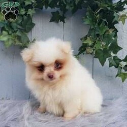 Brody/Pomeranian									Puppy/Male	/8 Weeks,Brody is a sweet pomeranian puppy with a gentle disposition. This cutie is well socialized and will be so happy to meet you! Brody has been vet checked and is up-to-date on shots and deworming. He will make a great addition to your family. For more information or to schedule a visit please feel free to contact us. 