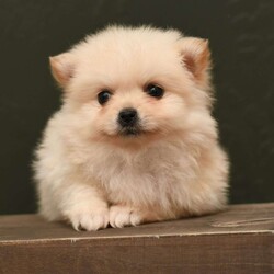 Mario/Pomeranian									Puppy/Male	/7 Weeks,To contact the breeder about this puppy, click on the “View Breeder Info” tab above.