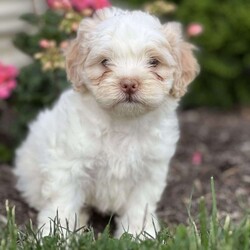 Timothy/Shih-Poo									Puppy/Male	/11 Weeks,Meet Timothy, the cutest little fluffball with a heart full of love and a face that will instantly melt yours! With his soft, wavy coat, bright eyes, and the sweetest little bounce in his step, he’s like a real-life teddy bear. Raised with kids, Timothy is playful, gentle, and always ready for snuggles or fun.