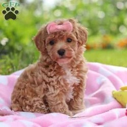 Tabby/Havapoo									Puppy/Female	/7 Weeks,Hi there! I’m Tabby, an irresistibly sweet Havapoo puppy ready to bring love, snuggles, and joy into your life. I’m a cuddle expert who loves giving kisses, chasing toys, and curling up in cozy spots for nap time. My gentle nature and happy personality make me the perfect addition to any home—and I can’t wait to find my forever family to share all my affection with!