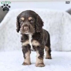 Rudy/Cocker Spaniel									Puppy/Male	/June 13th, 2025,Our beautiful Cocker Spaniel puppies are searching for loving forever homes! These sweet pups have been family raised with lots of care and attention, making them well-socialized and friendly. They’re used to being around children and everyday household activity, which helps them develop into confident and affectionate companions.