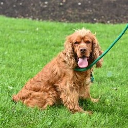 Rudy/Cocker Spaniel									Puppy/Male	/June 13th, 2025,Our beautiful Cocker Spaniel puppies are searching for loving forever homes! These sweet pups have been family raised with lots of care and attention, making them well-socialized and friendly. They’re used to being around children and everyday household activity, which helps them develop into confident and affectionate companions.