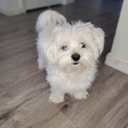 Krypto/Maltese									Puppy/Male	/10 Weeks,These adorable little fluffballs have been raised with our family spoiled with love and are already used to cuddles and playtime with kids. They’re super friendly have the sweetest temperament and are looking for homes where they’ll be treated like family. He was born on 06/03/2025.  He is very active and playful so it is hard to capture good pictures.  Both parents are pure Maltese (small white loving temperament). Hypoallergenic & non-shedding. Raised in a loving home environment (NOT a kennel). Socialized with kids making them perfect family pets.  Father is about 7-8lbs and Mother is about the same.  He is very playful with his parents.  We are teaching him how to potty train by going on the pads but not fully trained yet. 