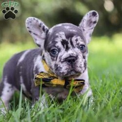 Collin/French Bulldog									Puppy/Male	/8 Weeks,Introducing a handsome AKC French Bulldog puppy, Collin! He’s full of curiosity, unmistakable character, and always up for some playtime or snuggles. His playful energy is truly infectious, turning every moment with him to pure happiness. French bulldogs are often described as playful, affectionate and adaptable, they are wonderful companions for families or individuals alike. If you’re looking for a loyal friend with a big heart and a personality to match, this sweet boy could be the perfect addition to your life!
