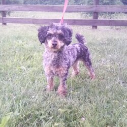 Darla/Maltipoo									Puppy/Female	/10 Weeks,Meet Darla, an adorable F1 Maltipoo who’s brimming with curiosity and charm! This little girl is always eager to explore the world around her, whether it’s sniffing out new adventures or playfully chasing after her favorite toy. Her bright eyes and wagging tail are always full of excitement, ready to turn every moment into a fun-filled experience. As a Maltipoo, she inherits the intelligence of a Poodle and the affectionate nature of a Maltese, making her an ideal companion for families or individuals alike. If you’re looking for a loyal companion who’s as inquisitive as loving, Darla is the perfect choice!