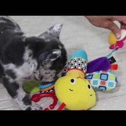 Collin/French Bulldog									Puppy/Male	/8 Weeks,Introducing a handsome AKC French Bulldog puppy, Collin! He’s full of curiosity, unmistakable character, and always up for some playtime or snuggles. His playful energy is truly infectious, turning every moment with him to pure happiness. French bulldogs are often described as playful, affectionate and adaptable, they are wonderful companions for families or individuals alike. If you’re looking for a loyal friend with a big heart and a personality to match, this sweet boy could be the perfect addition to your life!