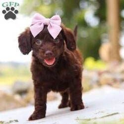 Chai/Dachshund Mix									Puppy/Female	/7 Weeks,Meet our adorable little Doxie-poo, Chai — a perfect blend of sweet charm and playful spunk! This darling pup is as cuddly as they come, with a fun-loving personality that will keep you smiling all day long. They love to play with toys, explore new places, and snuggle up close when it’s time to relax. With their intelligent, affectionate nature, they’re quick to bond with their people and will happily follow you wherever you go.
