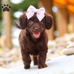 Chai/Dachshund Mix									Puppy/Female	/7 Weeks,Meet our adorable little Doxie-poo, Chai — a perfect blend of sweet charm and playful spunk! This darling pup is as cuddly as they come, with a fun-loving personality that will keep you smiling all day long. They love to play with toys, explore new places, and snuggle up close when it’s time to relax. With their intelligent, affectionate nature, they’re quick to bond with their people and will happily follow you wherever you go.