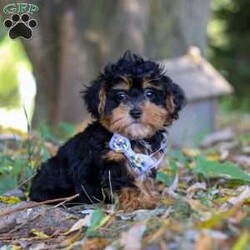 Darla/Maltipoo									Puppy/Female	/10 Weeks,Meet Darla, an adorable F1 Maltipoo who’s brimming with curiosity and charm! This little girl is always eager to explore the world around her, whether it’s sniffing out new adventures or playfully chasing after her favorite toy. Her bright eyes and wagging tail are always full of excitement, ready to turn every moment into a fun-filled experience. As a Maltipoo, she inherits the intelligence of a Poodle and the affectionate nature of a Maltese, making her an ideal companion for families or individuals alike. If you’re looking for a loyal companion who’s as inquisitive as loving, Darla is the perfect choice!
