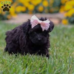 Allie/Yorkie Poo									Puppy/Female	/7 Weeks,Meet Allie– a tiny bundle of love who’s ready to steal your heart with her soulful puppy eyes and affectionate personality. This adorable little Yorkiepoo is family raised, well socialized, and played with daily, making her as friendly as she is adorable. Allie thrives on attention and never turns down a cuddle or a belly rub.