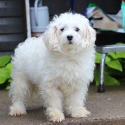 Darla/Maltipoo									Puppy/Female	/10 Weeks,Meet Darla, an adorable F1 Maltipoo who’s brimming with curiosity and charm! This little girl is always eager to explore the world around her, whether it’s sniffing out new adventures or playfully chasing after her favorite toy. Her bright eyes and wagging tail are always full of excitement, ready to turn every moment into a fun-filled experience. As a Maltipoo, she inherits the intelligence of a Poodle and the affectionate nature of a Maltese, making her an ideal companion for families or individuals alike. If you’re looking for a loyal companion who’s as inquisitive as loving, Darla is the perfect choice!