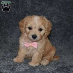 Hazel/Cavachon									Puppy/Female	/6 Weeks,Hello! My name is Hazel. I’m a sweet ,outgoing, and playful puppy who is looking for her furever home. In your search please pick me and make me your furever companion. 
