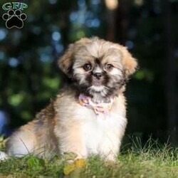 Janise/Lhasa Apso									Puppy/Female	/11 Weeks,Say hello to Janise! Our sweet little ACA Lhasa Apso with the most darling face you’ve ever seen! Just look at those eyes—who could ever say no to them? Her fluffy coat makes her even more huggable, and her curious, playful personality shines through in everything she does. She is such a happy girl—always bouncing around with her tail wagging, spreading joy wherever she goes. She’s been raised with lots of love and care, and now she’s ready to bring that same love into her forever family’s home.