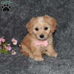 Hazel/Cavachon									Puppy/Female	/6 Weeks,Hello! My name is Hazel. I’m a sweet ,outgoing, and playful puppy who is looking for her furever home. In your search please pick me and make me your furever companion. 