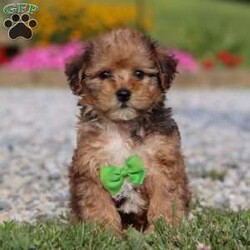 Kit/Yorkie Poo									Puppy/Male	/11 Weeks,Hi there! My name is Kit, and I’m a sweet little Yorkiepoo with a big personality tucked inside my tiny frame. I love bouncing around with my happy paws, chasing squeaky toys, and curling up in the coziest spots for naps. My soft, fluffy coat makes me extra snuggly, and I never say no to a good cuddle. I’m curious about everything, always ready to explore, but my favorite place is still right by my people. I can’t wait to find my forever family to share all my love, kisses, and playful energy with!