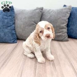 Chase/Cocker Spaniel									Puppy/Male	/7 Weeks,Meet Chase! This sweet and adorable Cocker Spaniel is looking for a forever family!